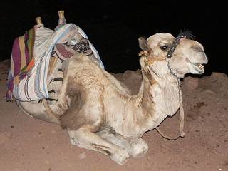 er zijn kamelen beschikbaar voor de nachtelijk tocht naar boven