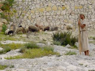 herder met schapen