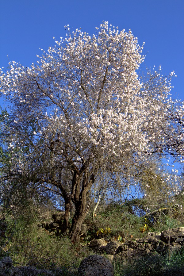 Amandelboom